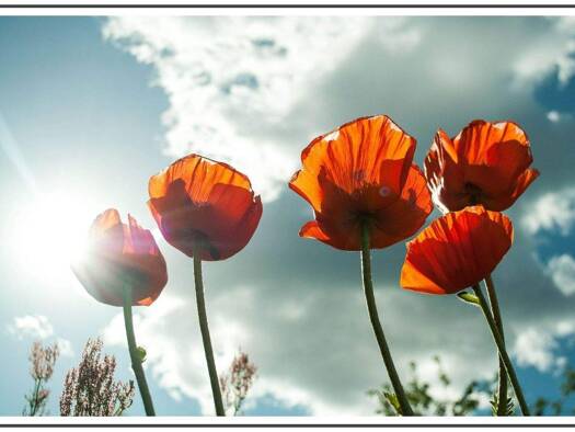 Terrassenwohnung zur Miete 643 € 2 Zimmer 56,5 m² 4. Geschoss frei ab sofort Groß-Berliner-Damm 29 Johannisthal Berlin 12487