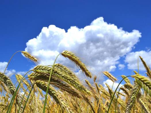 Landwirtschaftliche Fläche zum Kauf 357.000 € 22.325 m² Grundstück Mindelstetten 93349