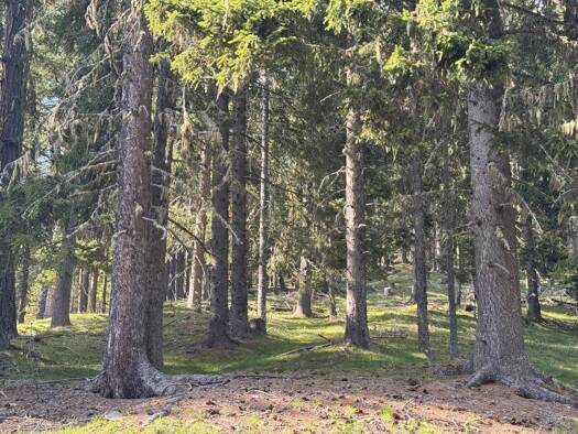 Land-/Forstwirtschaft zum Kauf 358.742 m² Arriach 9543