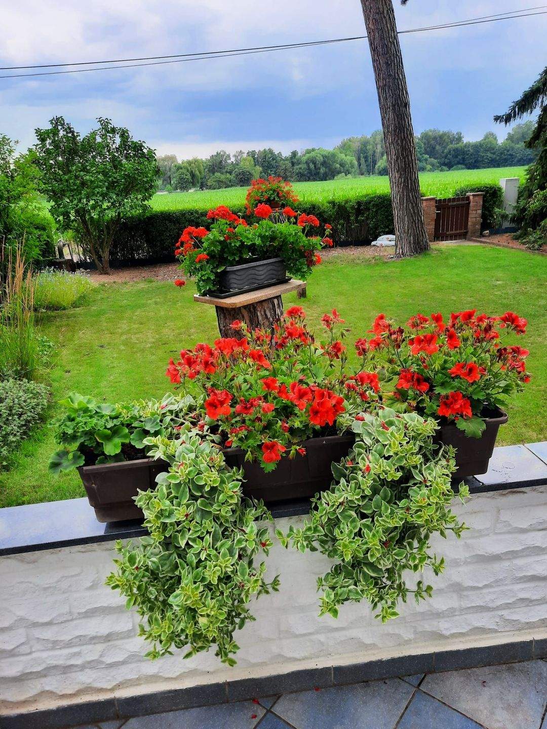 Immobilie in Zerbst/Anhalt - Wochenendgrundstück in Waldnähe  - Bild 2