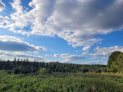 Forstwirtschaft zum Kauf 45.000 € 28.378 m² Grundstück Grüneberg Löwenberger Land-Grüneberg 16775