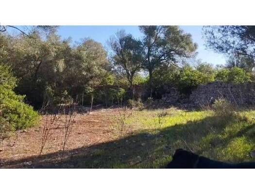 Acker-/Waldstück zum Kauf 320.000 € Sineu 07510