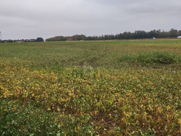Land-/Forstwirtschaft zum Kauf 750.000 € 46.249 m² Grundstück Deutsch-Wagram 2232