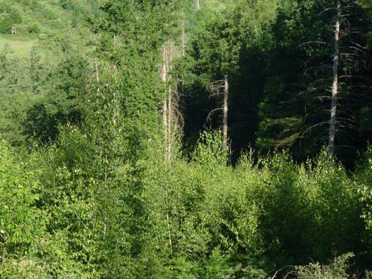 Land-/Forstwirtschaft zum Kauf provisionsfrei 15.000 € 12.470 m² Grundstück Lindscheid Nümbrecht 51588