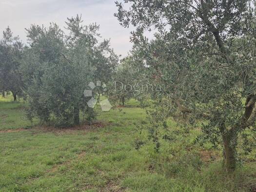 Acker-/Waldstück zum Kauf 196.700 € Šišan, Ližnjan Ližnjan 52204