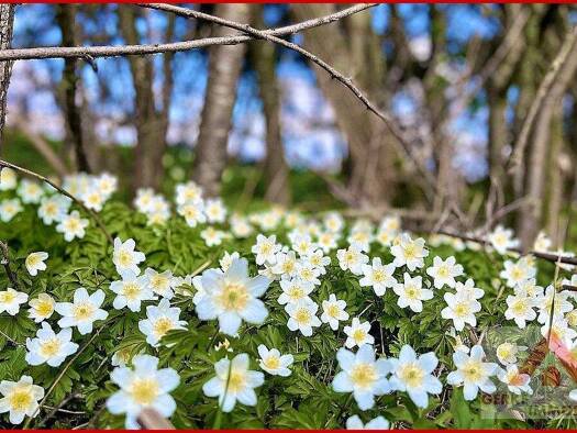 Grundstück zum Kauf 115.000 € 3.320 m² Grundstück Medebach Medebach / Oberschledorn 59964