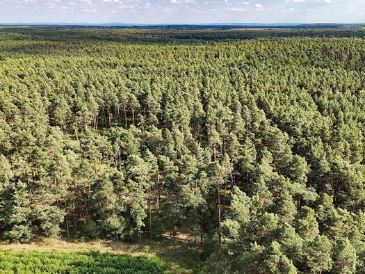 Grundstück zum Kauf 58.000 € 64.893 m² Grundstück Sorno Finsterwalde 03238