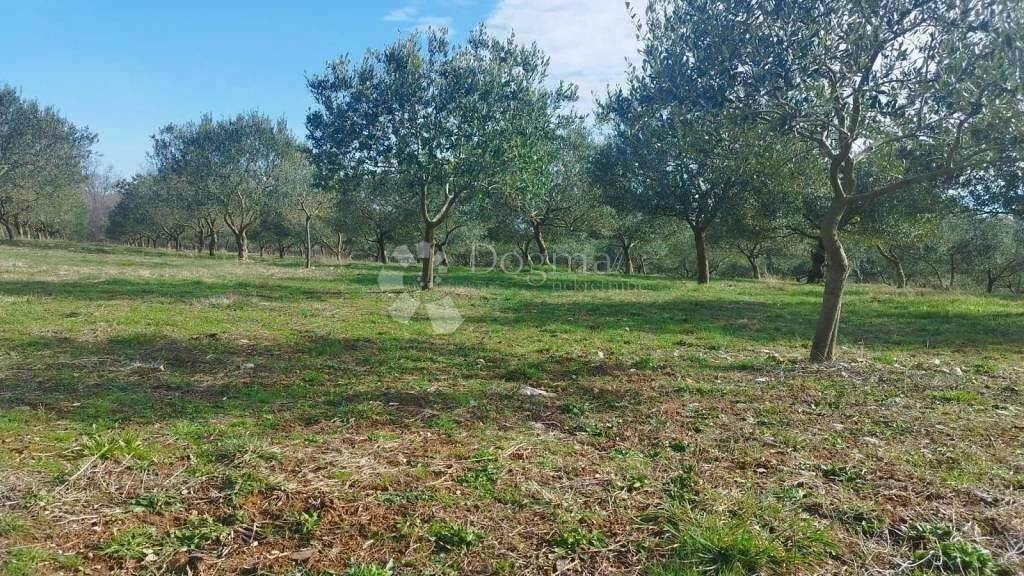 Land-/Forstwirtschaft zum Kauf 260.000 € Centar