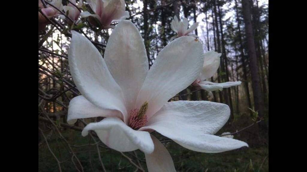 Einfamilienhaus zum Kauf 518.988 € 5 Zimmer 162 m² 612 m² Grundstück Dienstadt Tauberbischofsheim 9741