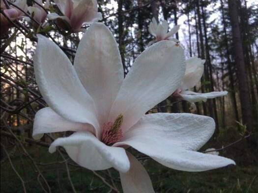 Einfamilienhaus zum Kauf 518.988 € 5 Zimmer 162 m² 612 m² Grundstück Dienstadt Tauberbischofsheim 9741