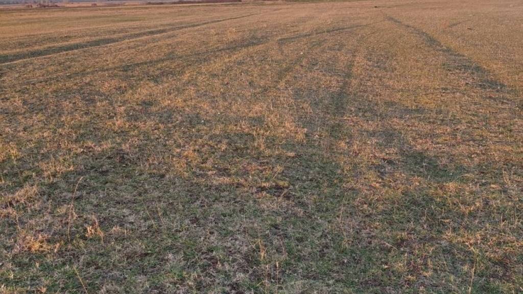 Land-/Forstwirtschaft zum Kauf 12.400 € Sveti Filip i Jakov