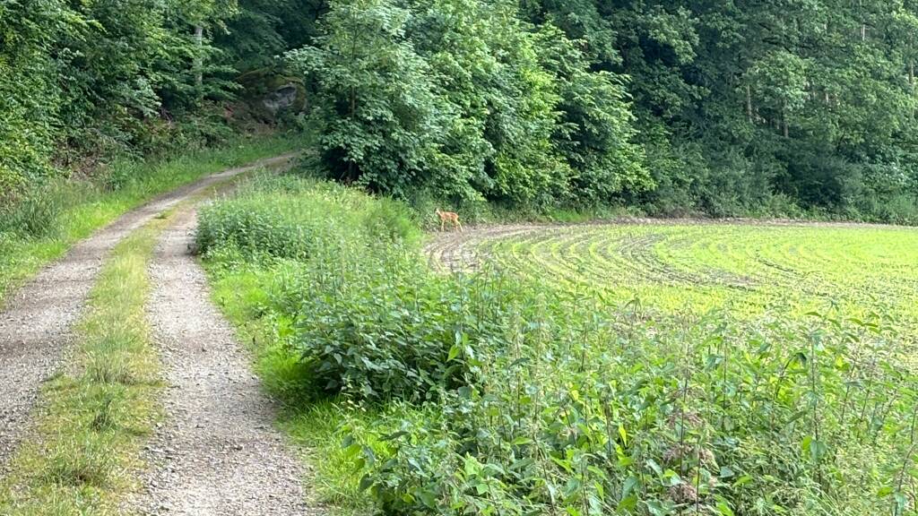 Land-/Forstwirtschaft zum Kauf 38.770 € 12.921 m² Grundstück Messerich 54636