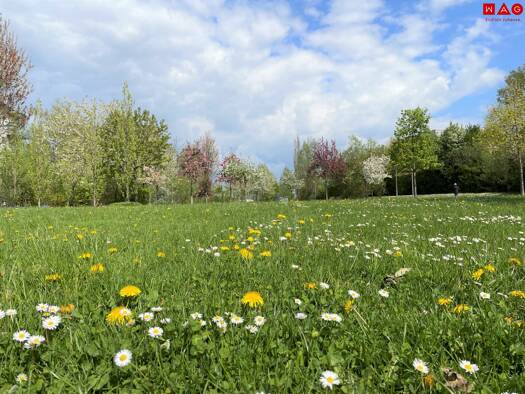 Wohnung zum Kauf - Erstbezug 427.060 € 3 Zimmer 65,8 m² frei ab sofort Mörikeweg Waldegg Linz 4020