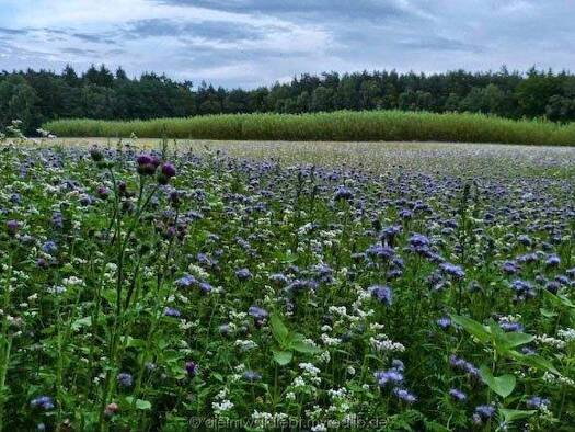 Land-/Forstwirtschaft zum Kauf 15.258 € 6.103 m² Grundstück Schliengen Schliengen / Obereggenen 79418