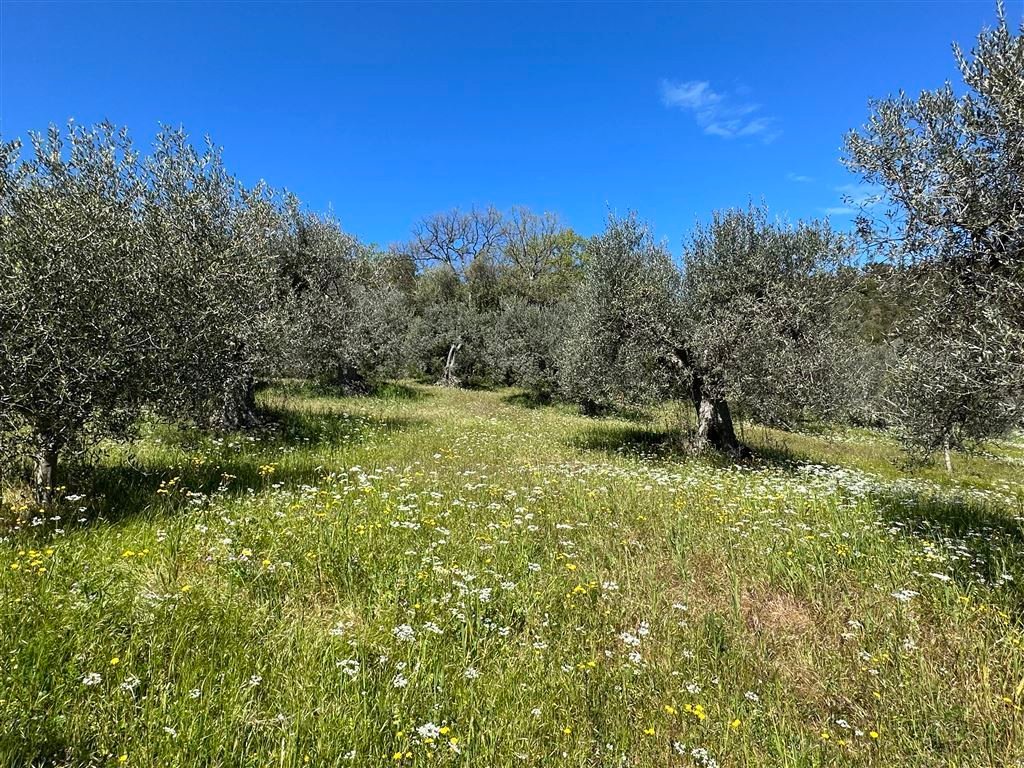 Grundstück zur Versteigerung 25.000 € 3.500 m²<br/>Grundstück Olivenhain 3078 direkt in Massa Marittima nähe Dom Massa Marittima 58024