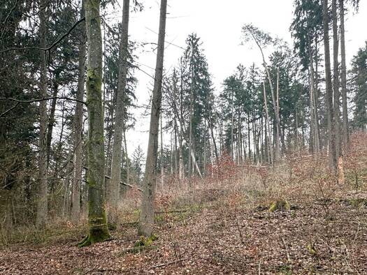 Land-/Forstwirtschaft zum Kauf 58.000 € 24.810 m² Grundstück Weigendorf 91249