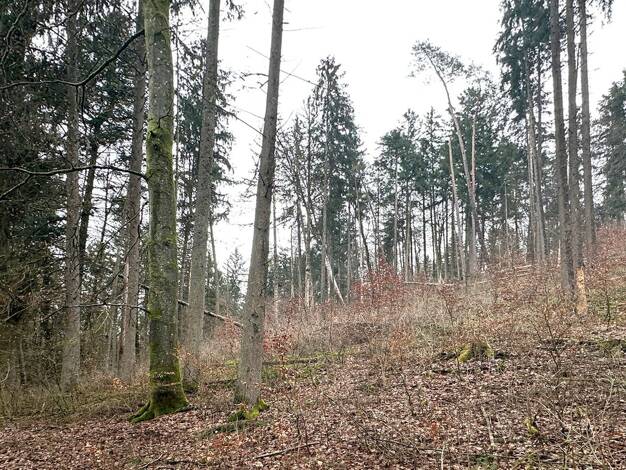 Land-/Forstwirtschaft zum Kauf 58.000 € 24.810 m² Grundstück Weigendorf 91249