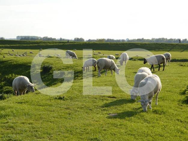 Freizeitgrundstück zum Kauf 5.996 m² Grundstück Glückstadt 25348