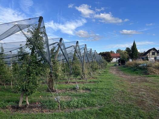 Grundstück zum Kauf 160.000 € 400 m² Grundstück Senglingen Meckenbeuren 88074