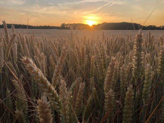 Landwirtschaftliche Fläche zum Kauf provisionsfrei 660.000 € 44.564 m² 44.564 m² Grundstück Holzheim Neuss 41472