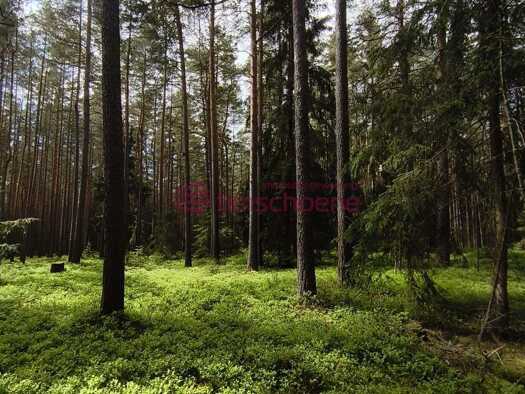 Land-/Forstwirtschaft zum Kauf provisionsfrei 6.900 € 3.140 m² Grundstück Gräfinau-Angstedt Wolfsberg
