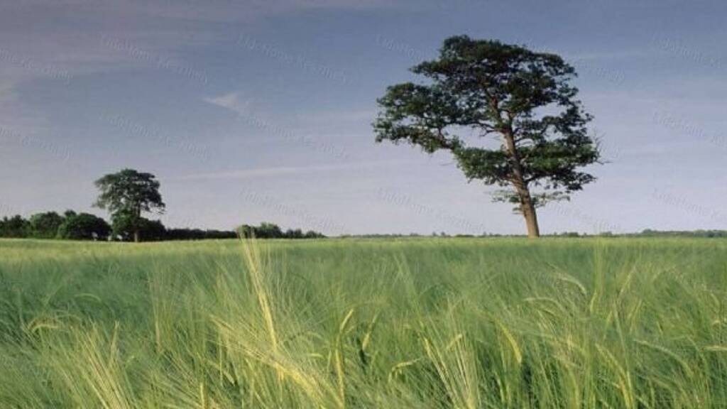 Grundstück zum Kauf 21.500 € 6.112 m² Grundstück Kehidakustány 8784