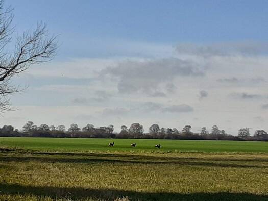 Grundstück zum Kauf provisionsfrei 56.000 € 14.000 m² Grundstück Baugenehmigung vorhanden Schwerinsburg 32 a Schwerinsburg Ducherow 17398