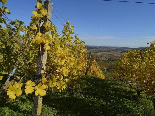 Land-/Forstwirtschaft zum Kauf 330.000 € Fürstenfeld, Südoststeiermark, Vulkanland, Thermen 8280