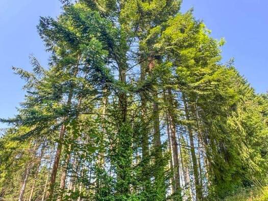 Forstwirtschaft zum Kauf 130.000 € Kirchham 4656