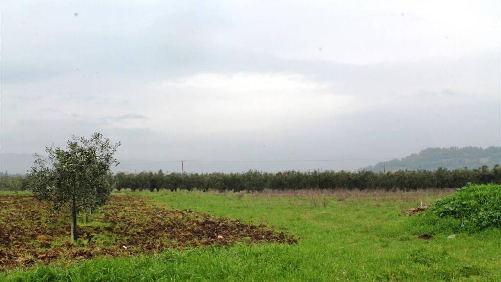 Land-/Forstwirtschaft zum Kauf 525.000 € 4.890 m² Grundstück Chalkidiki