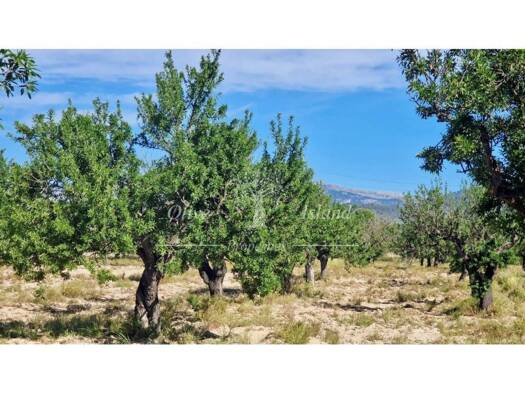 Acker-/Waldstück zum Kauf 1.200.000 € Plaza Hostals 33 Santa Maria del Camí 07320