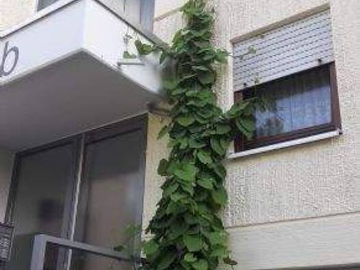 Studio zur Miete 550 € 1 Zimmer 1. Geschoss frei ab sofort Am Briel 49 b Petershausen Konstanz 78464