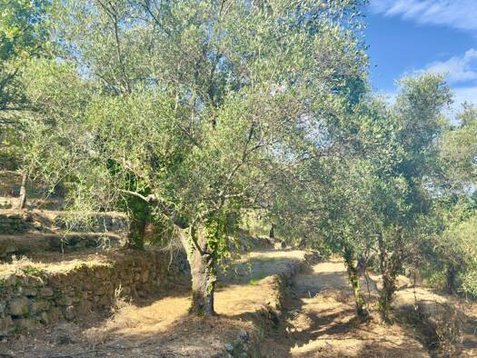 Grundstück zum Kauf 95.000 € 6.430 m² Grundstück Dolceacqua 18035