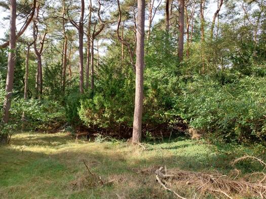 Grundstück zum Kauf 798.000 € 3.400 m² Grundstück Ramelsloh Seevetal - Ramelsloh 21220