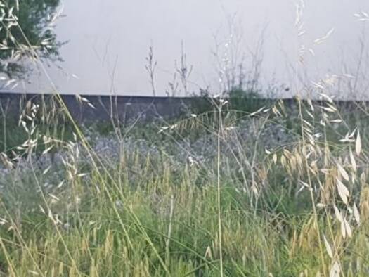 Haus zum Kauf 85.000 € 3 Zimmer 400 m² Grundstück San Lorenzo