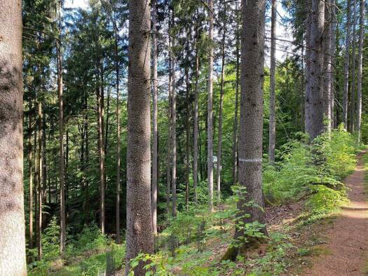 Freizeitgrundstück zum Kauf 170.000 € 56.600 m² Grundstück Flossenbürg Flossenbürg 92696