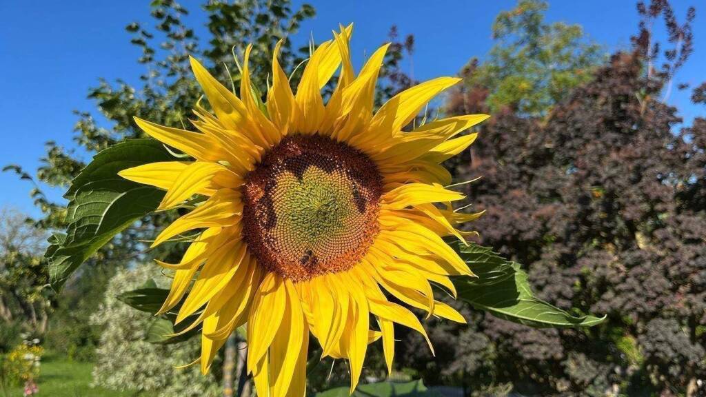 Wohnung zum Kauf 345.000 € 3 Zimmer 83 m² EG Mattighofen 5230