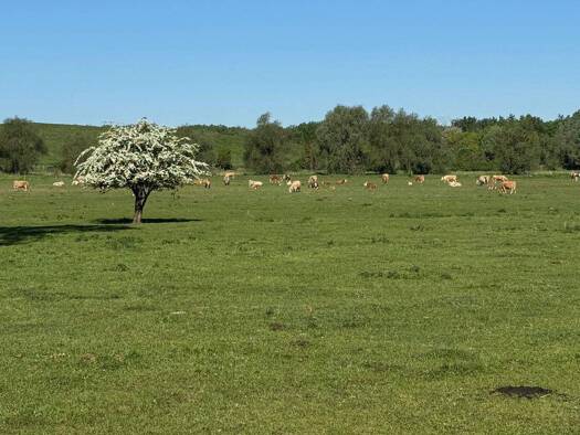 Grundstück zum Kauf provisionsfrei 489.800 € 900 m² Grundstück frei ab sofort Golm Potsdam 14476