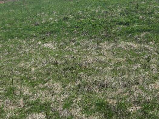 Grundstück zum Kauf 199.000 € 990 m² Grundstück Wirts Waidhofen an der Ybbs 3340