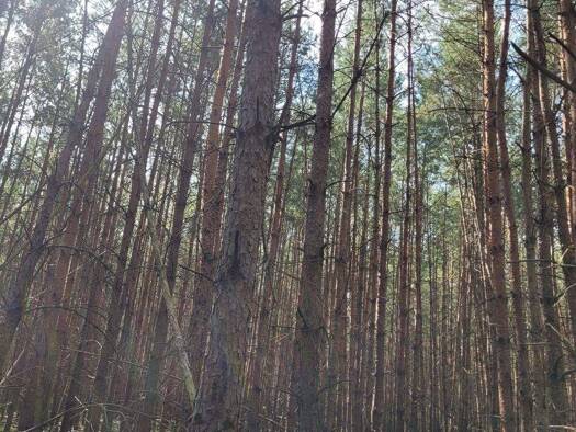 Land-/Forstwirtschaft zum Kauf 957.000 m² Grundstück Neustadt 16845 