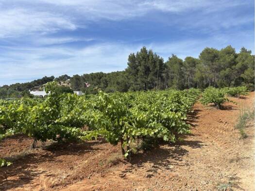 Acker-/Waldstück zum Kauf 155.000 € >Lugar Port de Sant Miquel > Sant Joan de Labritja 07815