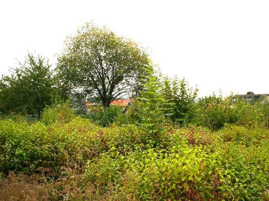 Grundstück zum Kauf 240.000 € 4.318 m² Grundstück Osterwieck 38835