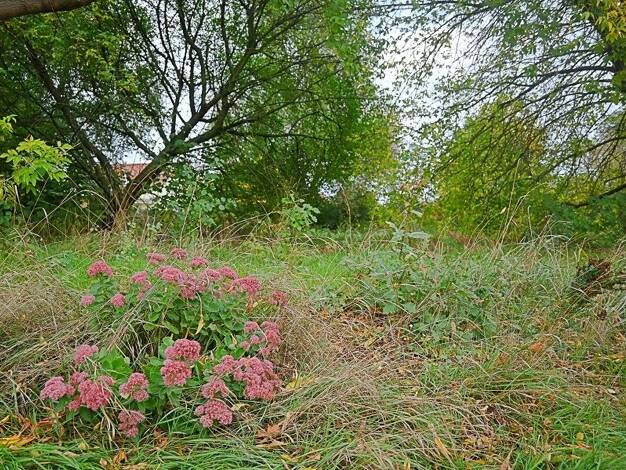 Sonstiges zum Kauf 100.000 € 994 m² Grundstück Zwochau 04509