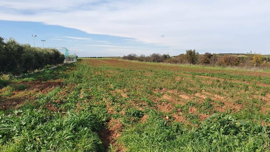 Land-/Forstwirtschaft zum Kauf 215.000 € 10.000 m² Grundstück Chalkidiki