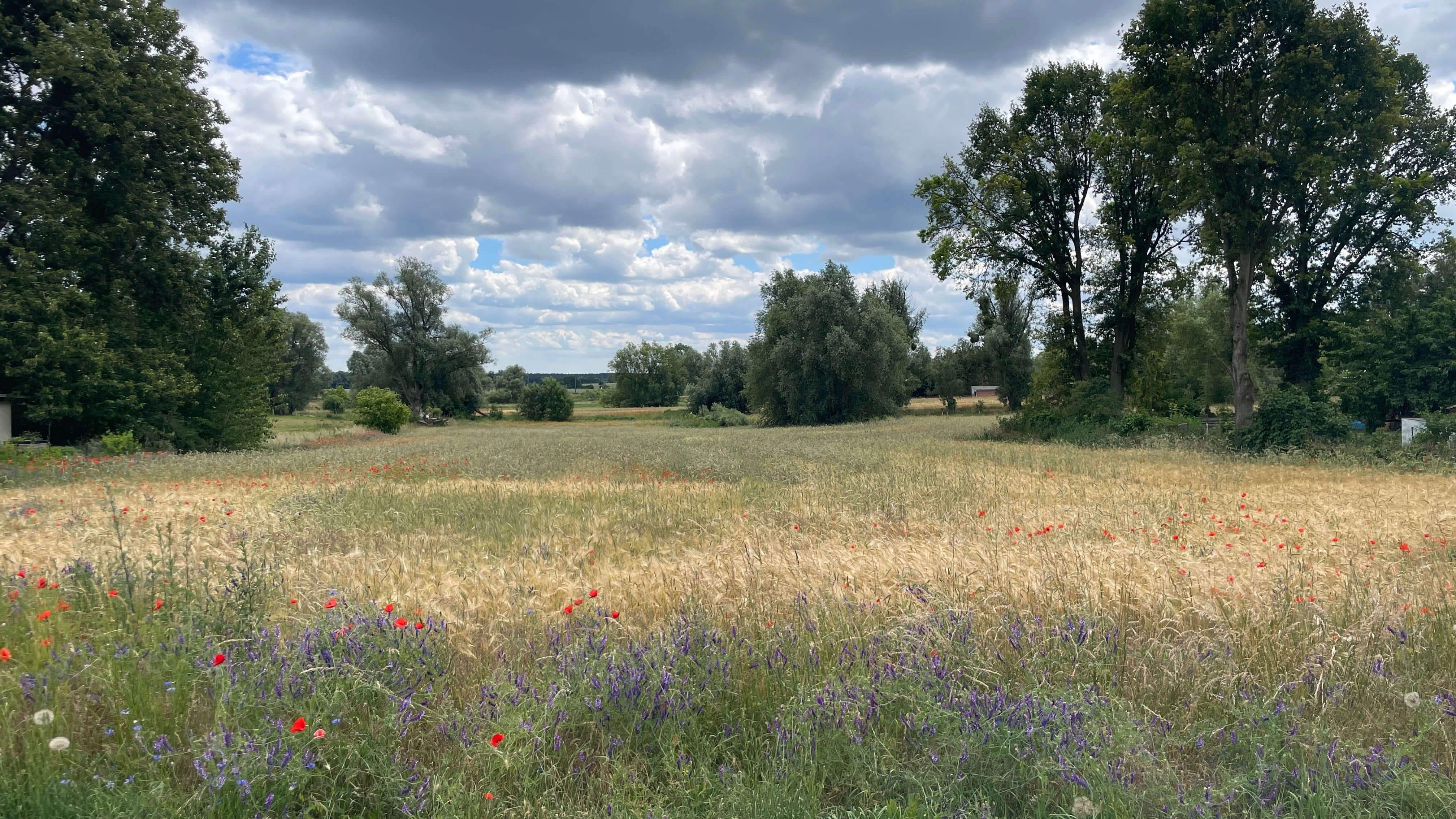 Grundstück zum Kauf 149.000 € 725 m²<br/>Grundstück Gutengermendorf Löwenberger Land 16775