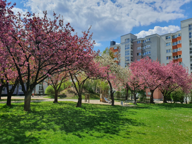 Wohnung zur Miete 390 € 1 Zimmer 41,4 m² 5. Geschoss frei ab 01.05.2025 Friedrich-Ebert-Str. 16 Königswiesen - Nord Regensburg 93051