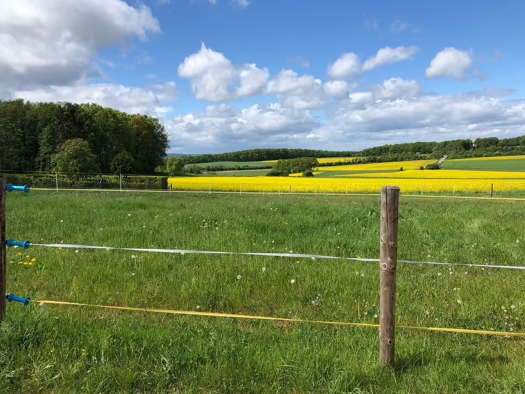 Grundstück zum Kauf 270.000 € 904 m² Grundstück Weiler am Berge Mechernich 53894