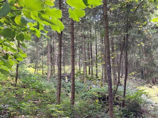 Land-/Forstwirtschaft zum Kauf 595.000 € 103.949 m² Grundstück Drachselsried 94256