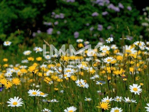 Wohnung zum Kauf - Erstbezug 323.000 € 3 Zimmer 75 m² Ufer Linz 4030