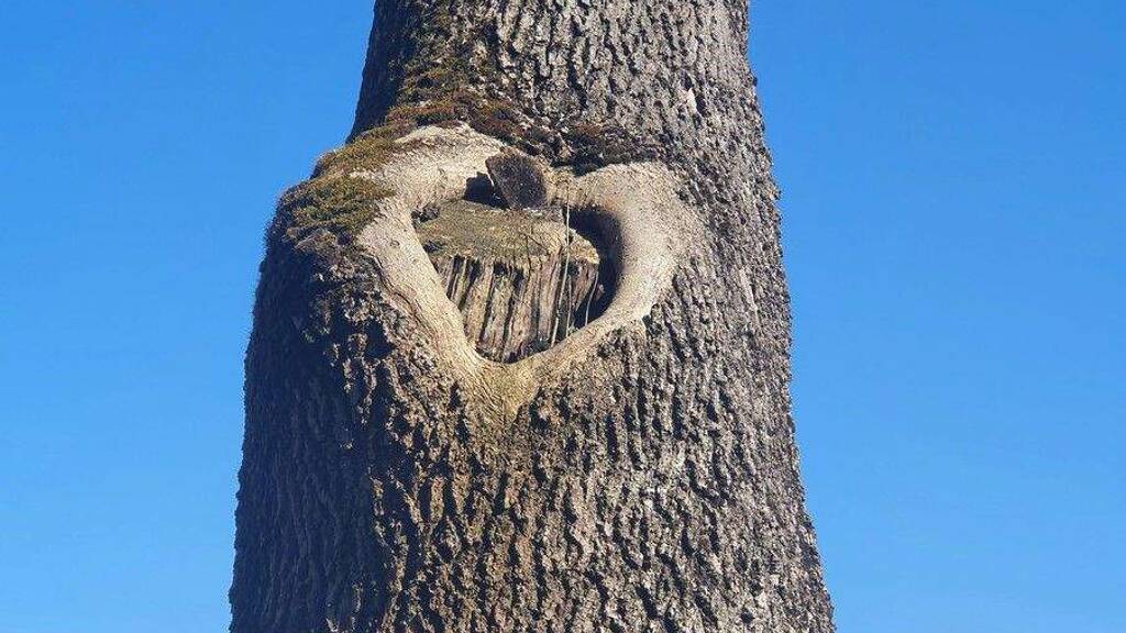 Einfamilienhaus zum Kauf provisionsfrei 7 Zimmer 250 m² 980 m² Grundstück Wangen Wangen im Allgäu 88239